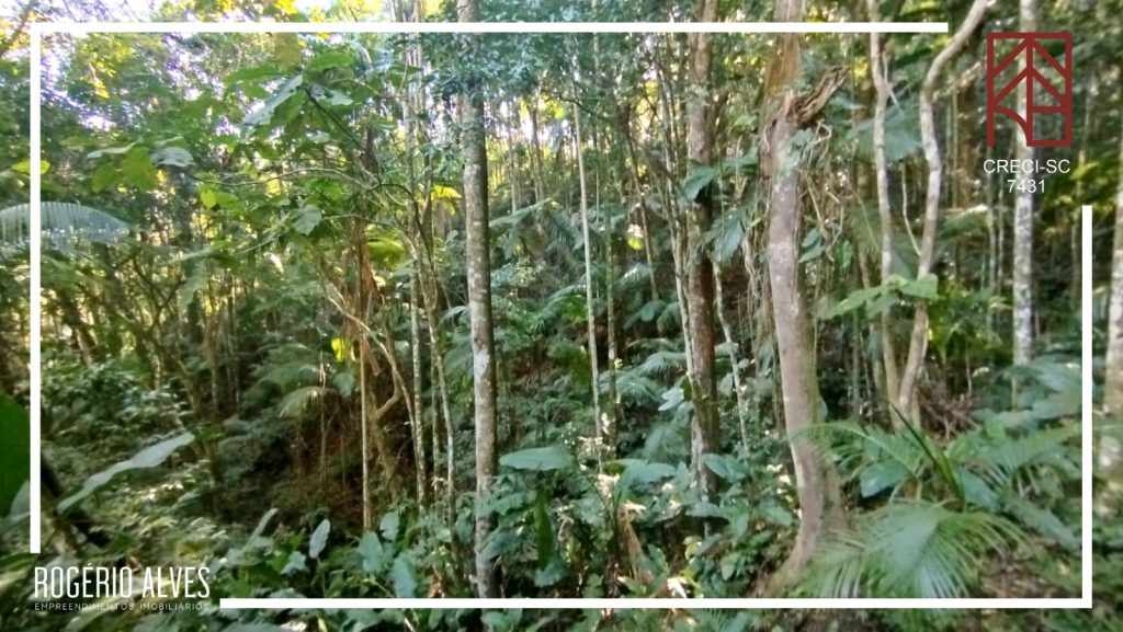 Sítio – Padre Anchieta – Ibirama